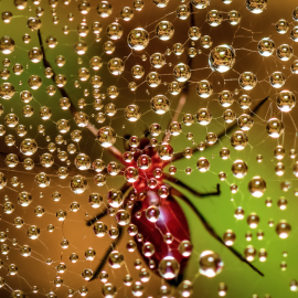 Connecting with Biodiversity Using Macro Photography